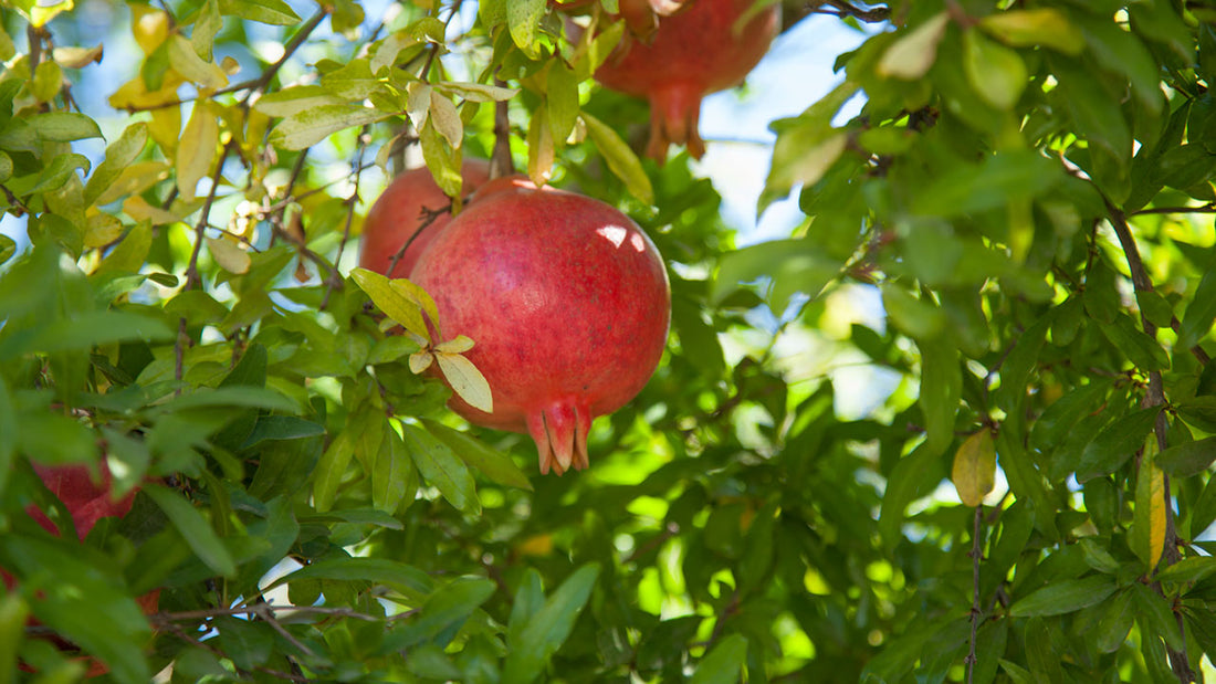 The Versatile Pomegranate Tree (or Espalier, Shrub, Hedge, or Container Plant)