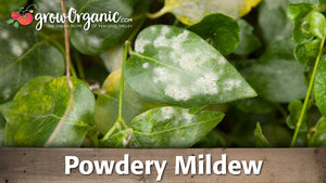 How to Organically Control Powdery Mildew