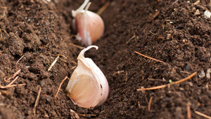 Soil Preparation for Planting Garlic in the Fall