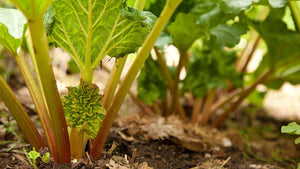 Planting & Growing Rhubarb