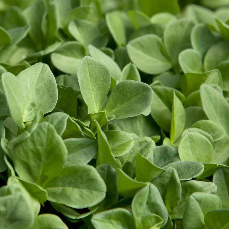 Fava Beans as Cover Crops: A Comprehensive Guide - Grow Organic