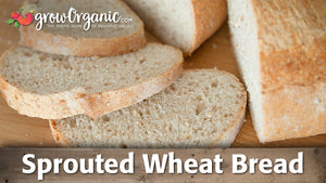 How to Make Sprouted Wheat Bread