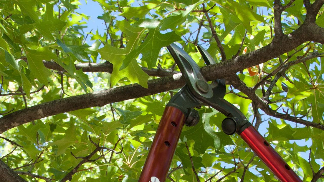 Summertime Fruit Tree Care - Grow Organic