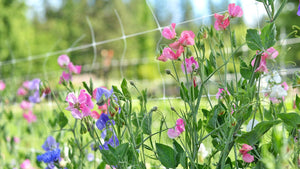 How to Grow Sweet Peas In the Garden