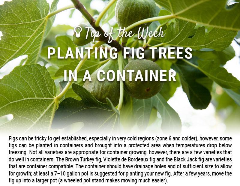 Growing Figs in Containers - Grow Organic