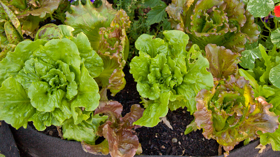 container garden of lettuce