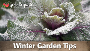 Winter Garden Tips
