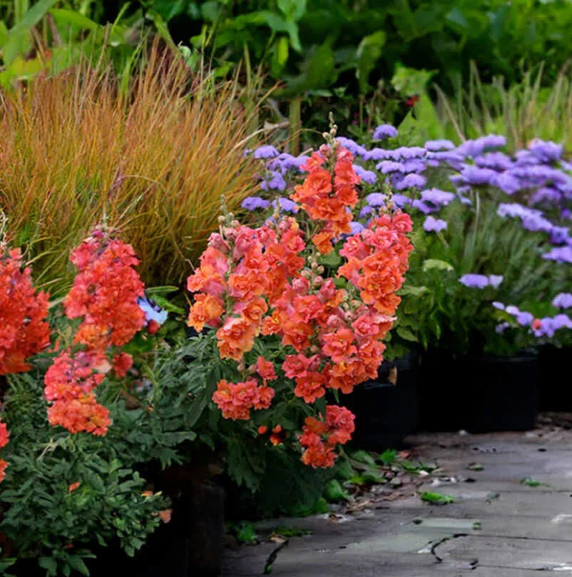 Annie's Annuals - Antirrhinum majus (Snapdragon)  Grow Organic