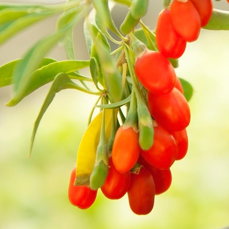 Goji Berry Plant For Sale