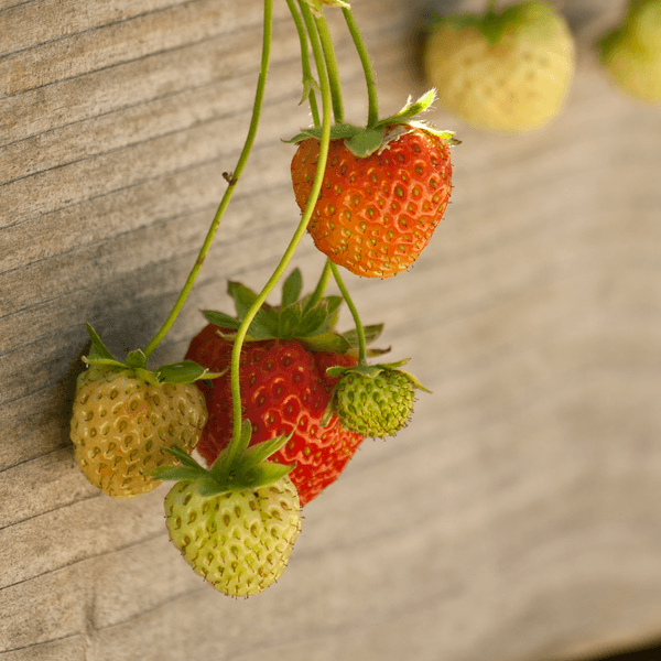 moss rose seeds bulk Moss Rose Seeds main image 0
