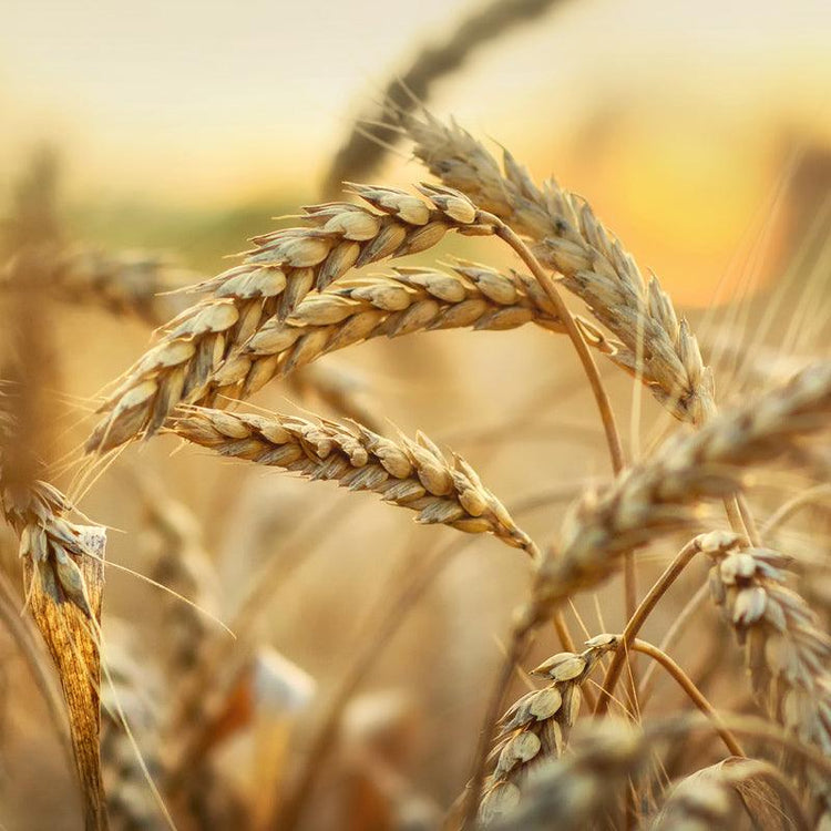 Cereal Grain Seeds - Grow Organic