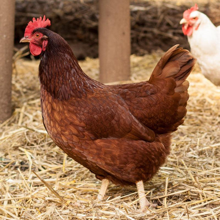 Chickens - Grow Organic