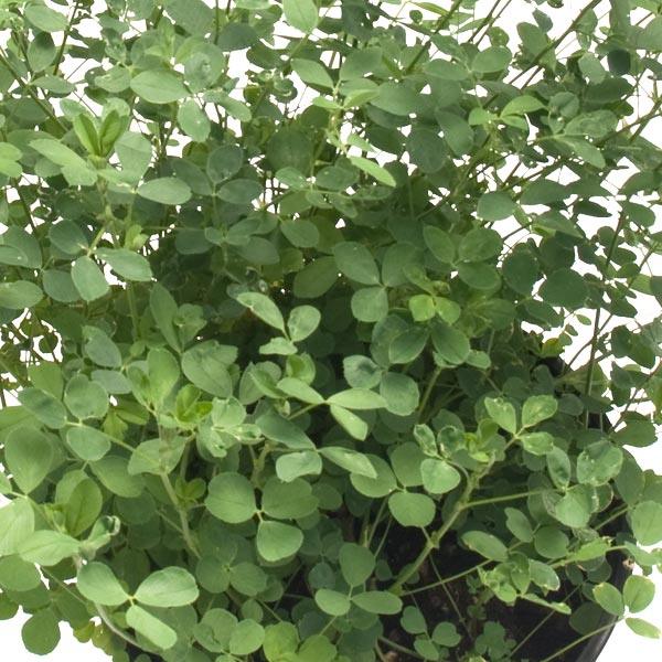 Non GMO Alfalfa Seed & Organic Alfalfa Seeds | Alfalfa Seed for Sale  Grow  Organic