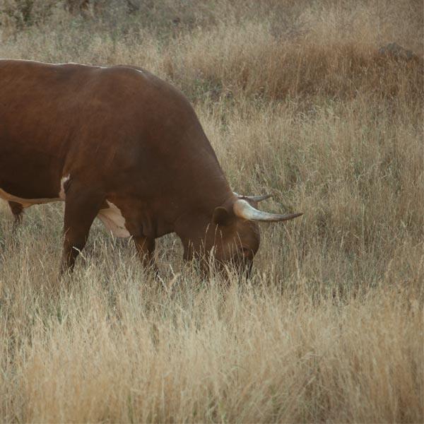 Dryland Pasture Seed Mixes - Grow Organic