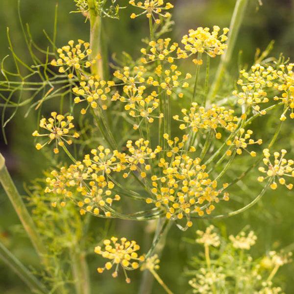 Organic & Non-GMO Dill Seeds from $3.99 - Grow Organic