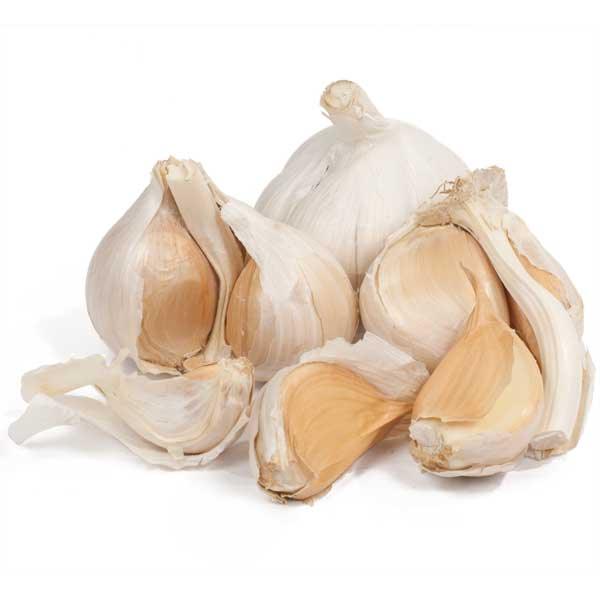 Elephant Seed Garlic - Grow Organic