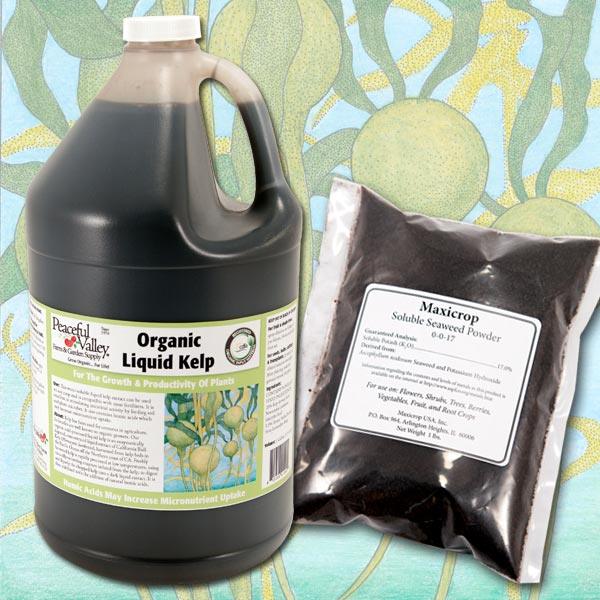 Liquid Kelp Fertilizer | Liquid Kelp | Liquid Kelp for Plants  Grow Organic