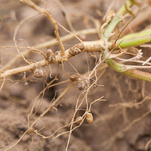 Fertilizers That Boost Microbial Activity - Grow Organic