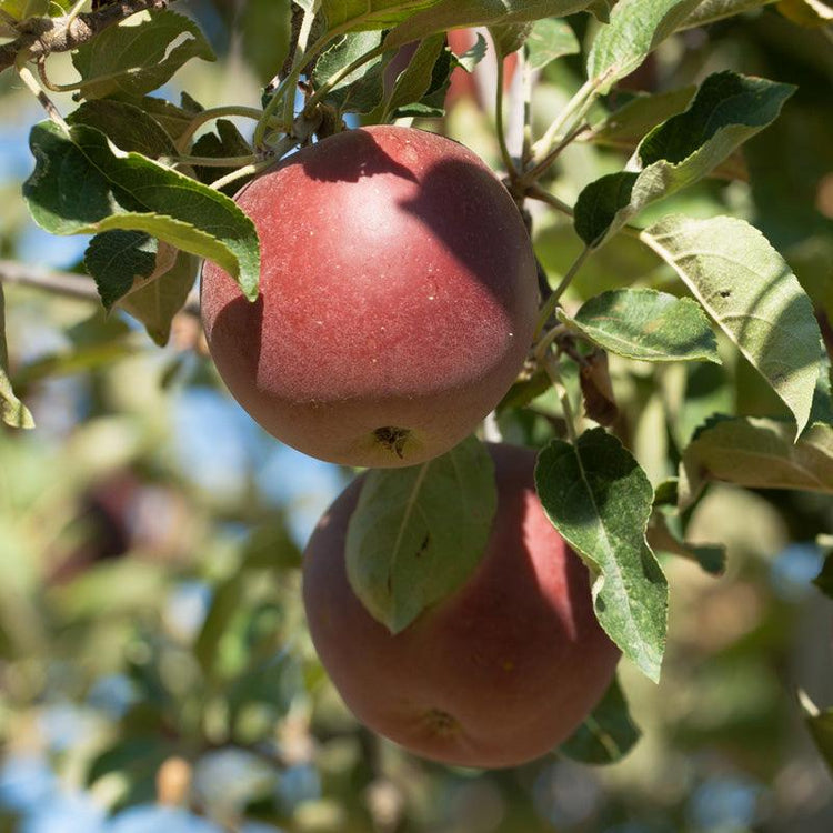 Fruit & Nut Trees - Grow Organic