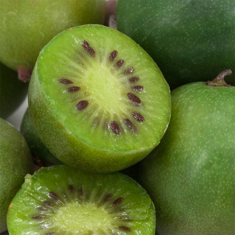 Kiwi Plants for Sale | Hardy & Fuzzy Kiwi Vines – Grow Organic