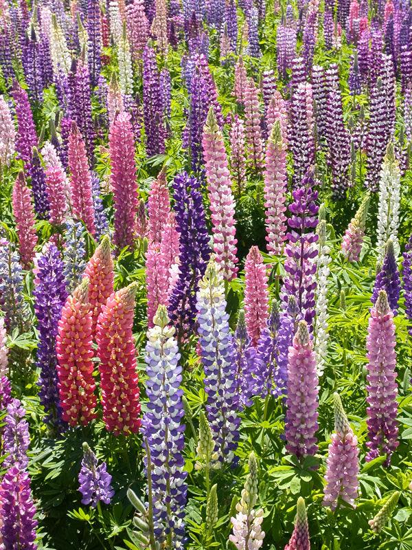 Non-GMO Lupine Flower Seeds from $3.99 - Grow Organic