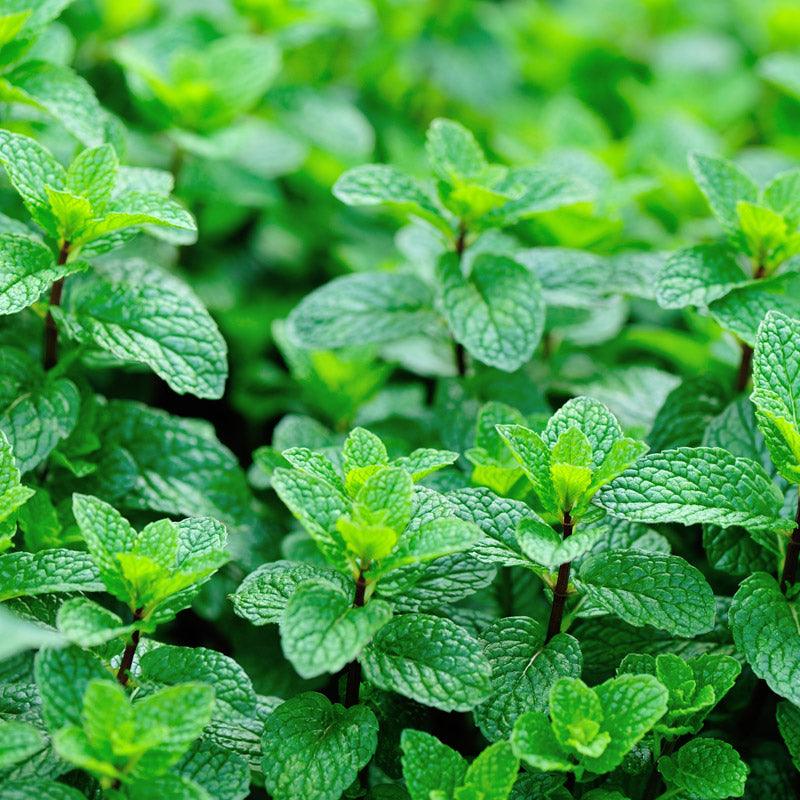 Organic Mint Seeds | Mint Seeds for Sale | Grow Organic