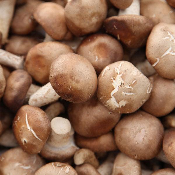 Mushroom Kits - Grow Organic
