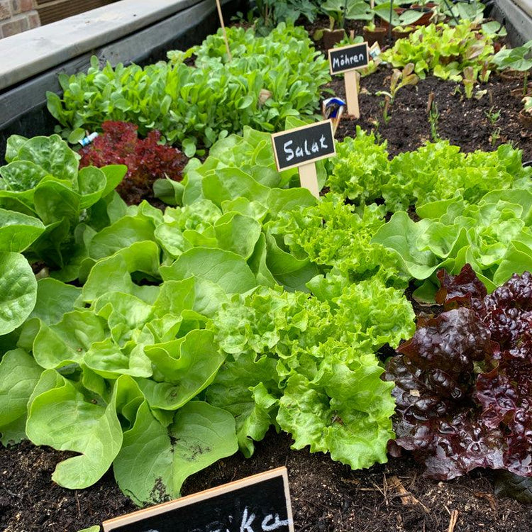 New Gardener Kits - Grow Organic