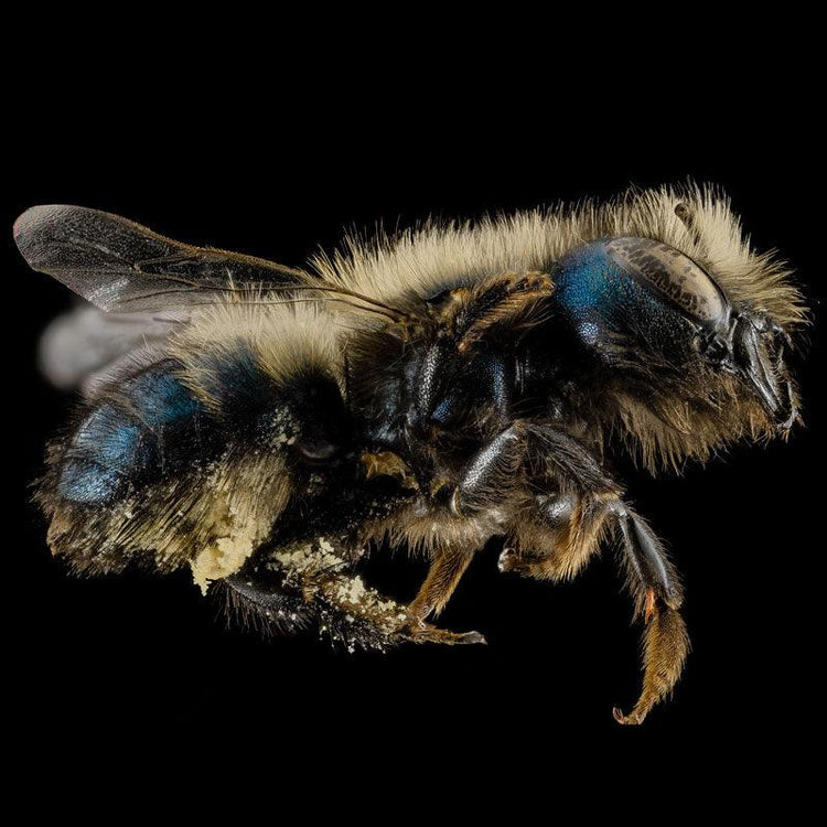 Live Bees - Grow Organic