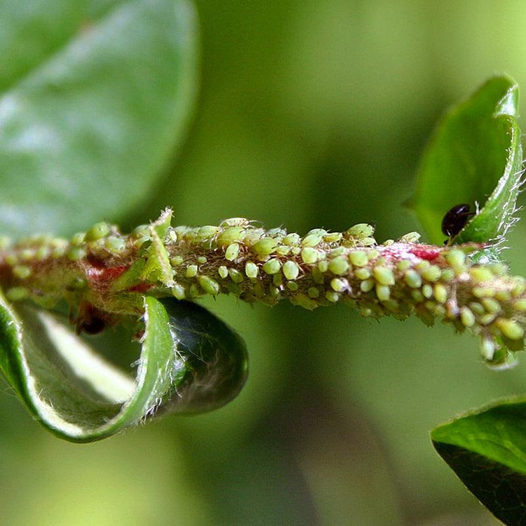 Organic Pesticides - Grow Organic