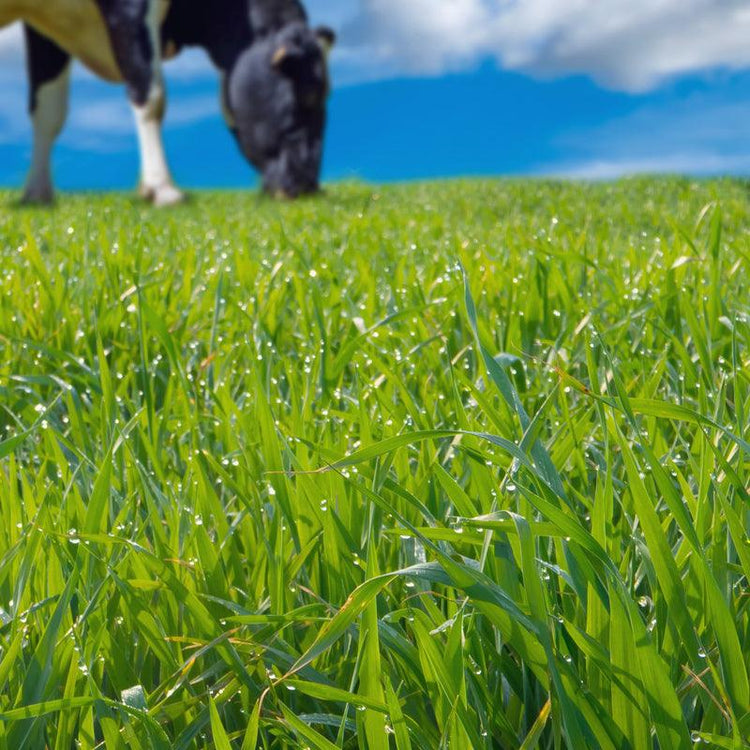 Pasture Seed - Grow Organic