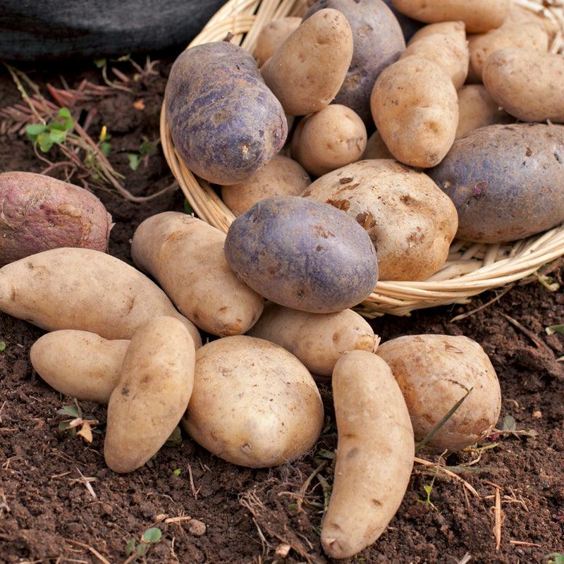 Seed Potatoes for Fall Planting | Fall Seed Potatoes for Sale  Grow Organic