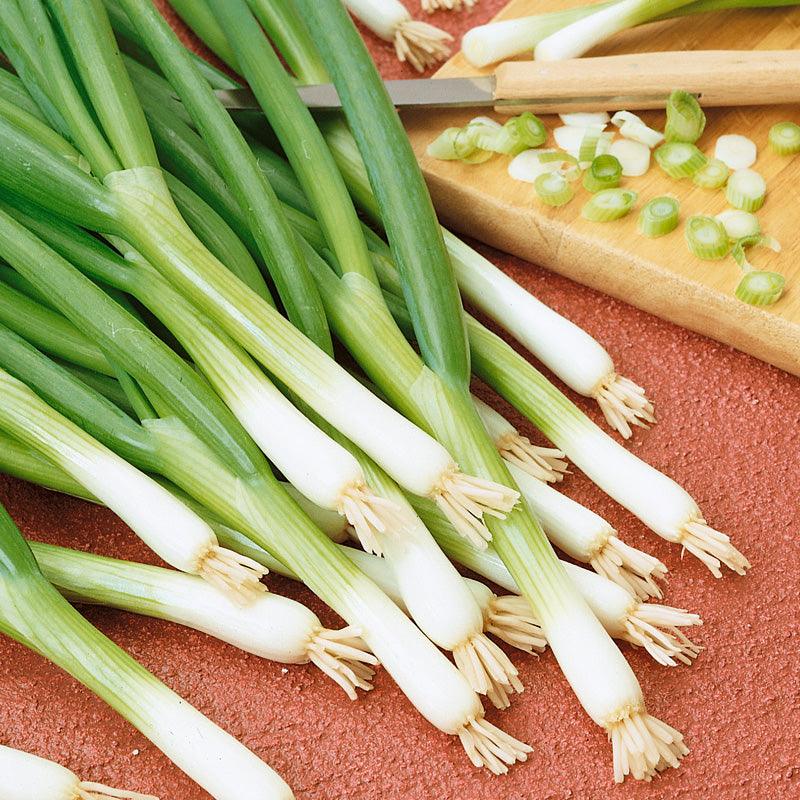 Evergreen Bunching Onion Seeds (Organic) Peaceful Valley