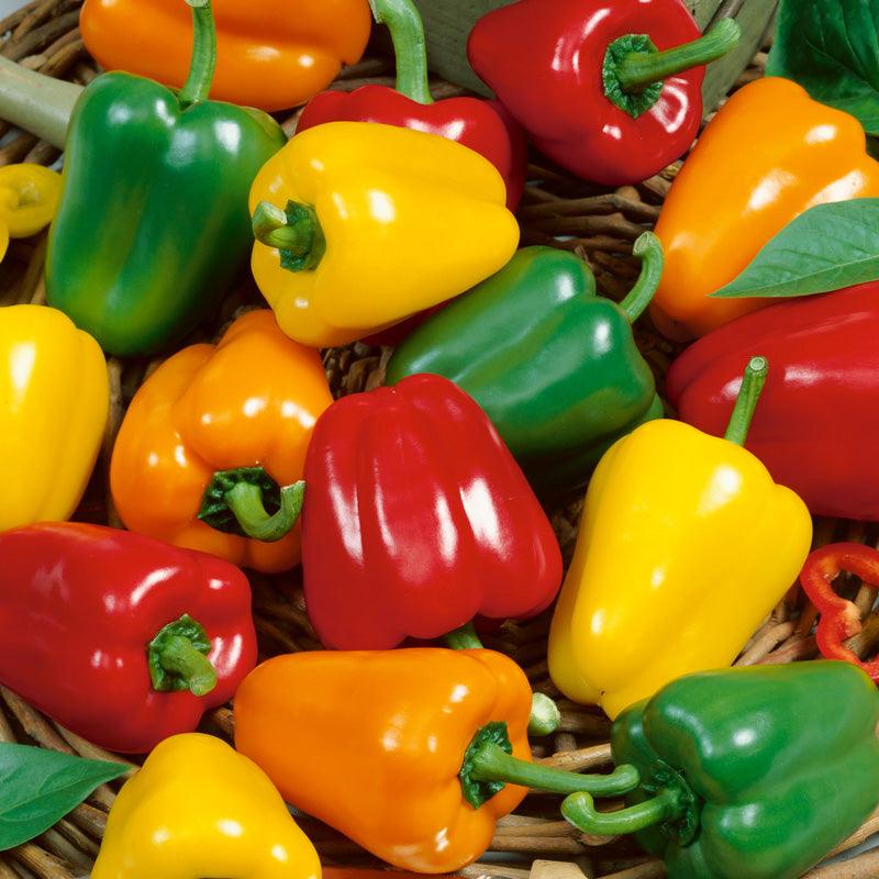 Mini Bell Mix Sweet Pepper Seeds (Organic) Peaceful Valley