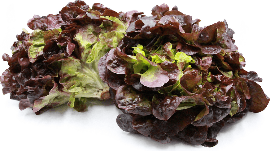 Organic Red Oakleaf Lettuce Grow Organic