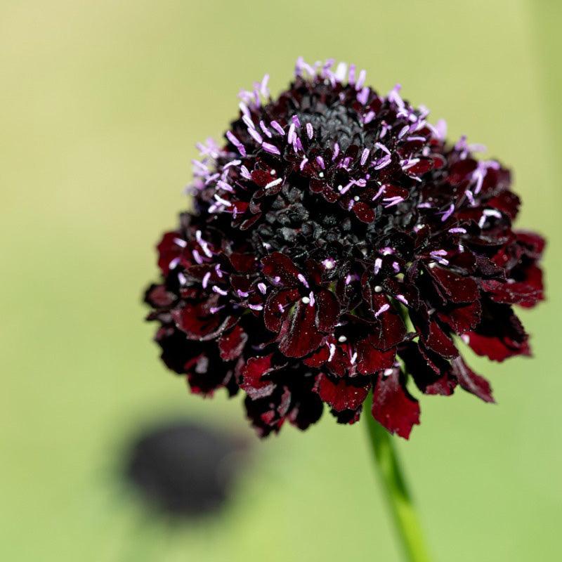 Black Knight Scabiosa Seeds High Desert Seed and Gardens