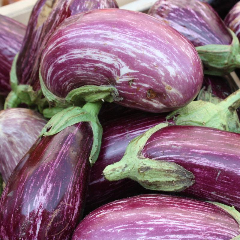 Listada de Gandia Eggplant Seeds (Organic) Southern Exposure Seed Exchange