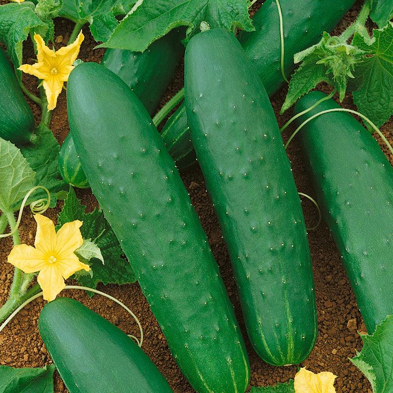 Double Yield Cucumber Seeds (Organic) Peaceful Valley
