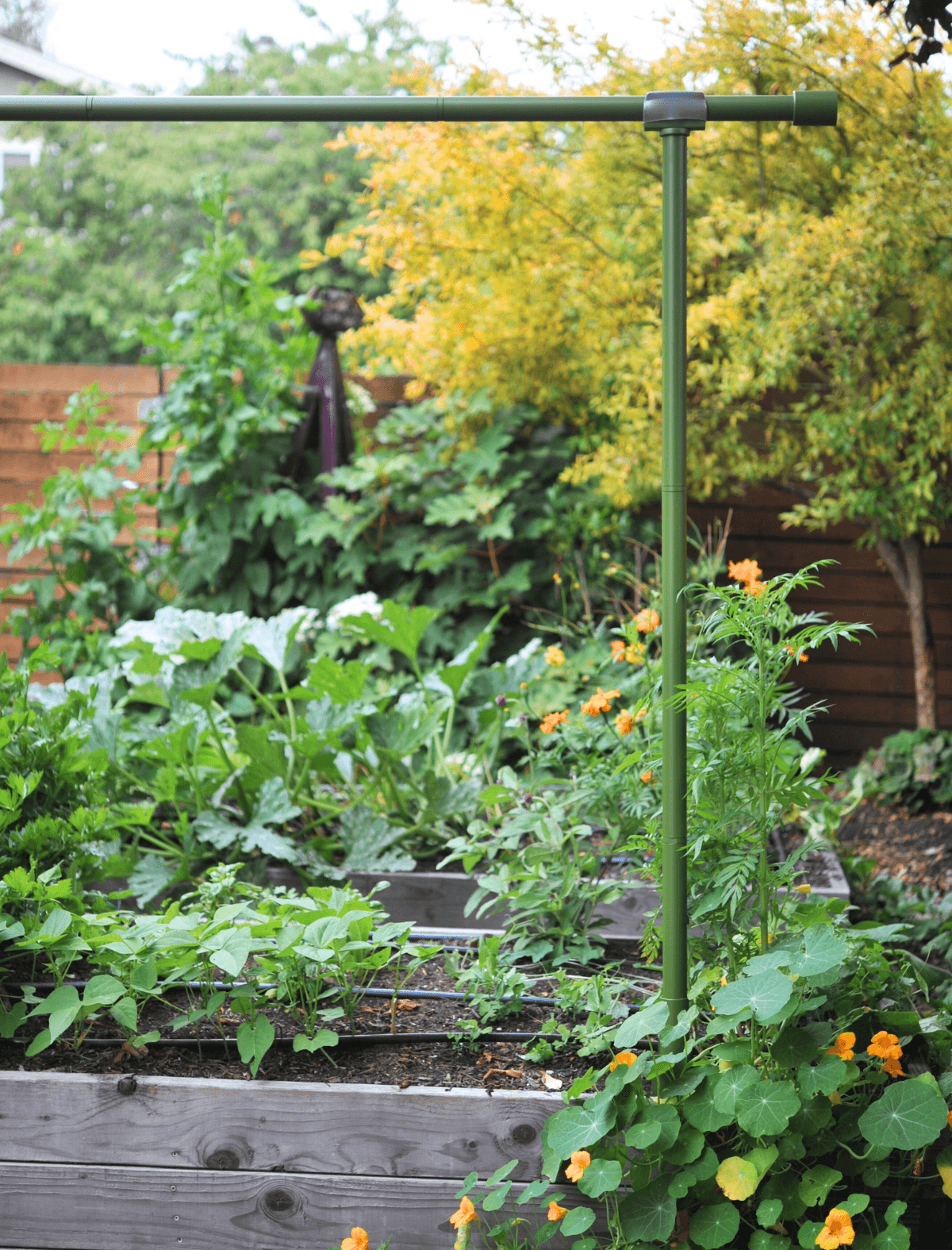 Freyr Trellis Seattle Urban Farm