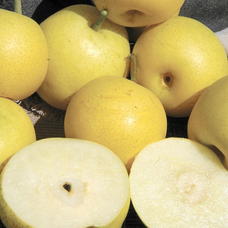 20th Century Asian Pear Tree Grow Organic