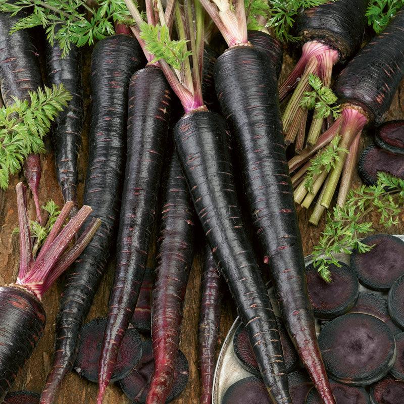 Black Nebula Carrot Seeds (Organic) Peaceful Valley