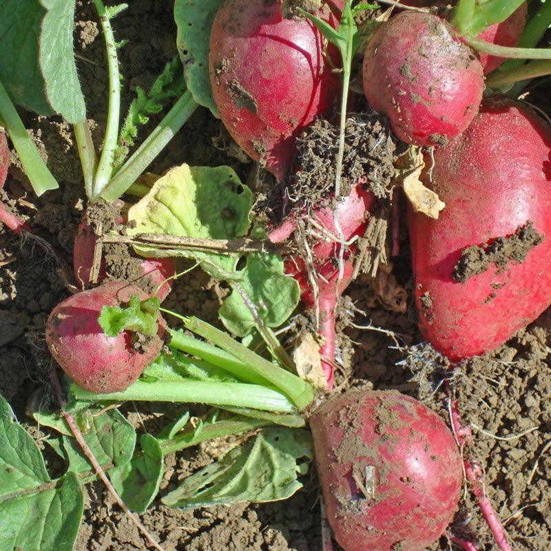 Cherry Belle Radish Seeds (Organic) Peaceful Valley