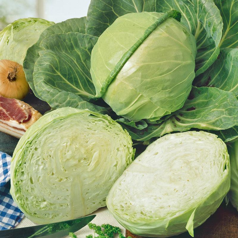 Golden Acre Cabbage Seeds (Organic) Peaceful Valley