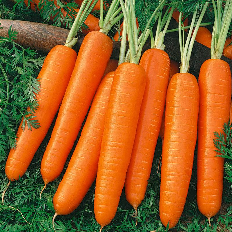 Scarlet Nantes Carrot Seeds (Organic) Peaceful Valley