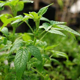 Balm of Gilead Seeds (Organic) Strictly Medicinal