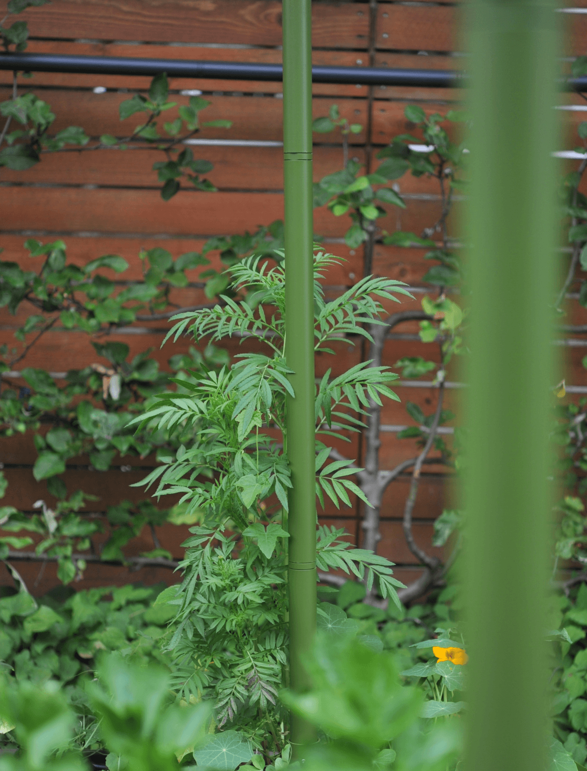 Freyr Trellis Seattle Urban Farm