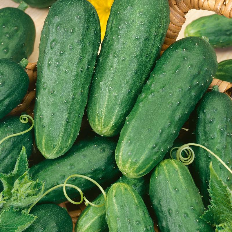 Homemade Pickles Cucumber Seeds (Organic) Peaceful Valley