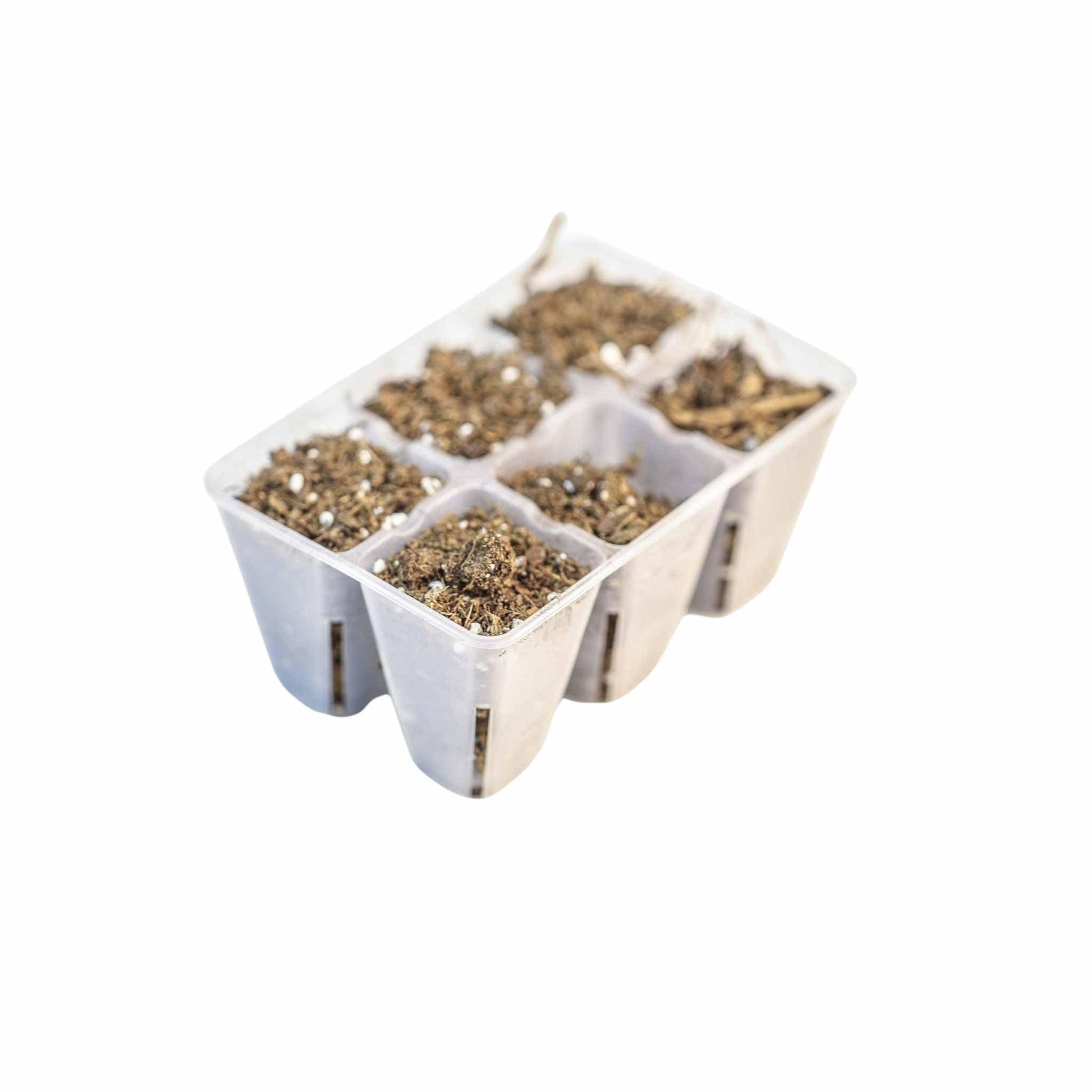 6 Cell Plug Tray Inserts Bootstrap Farmer