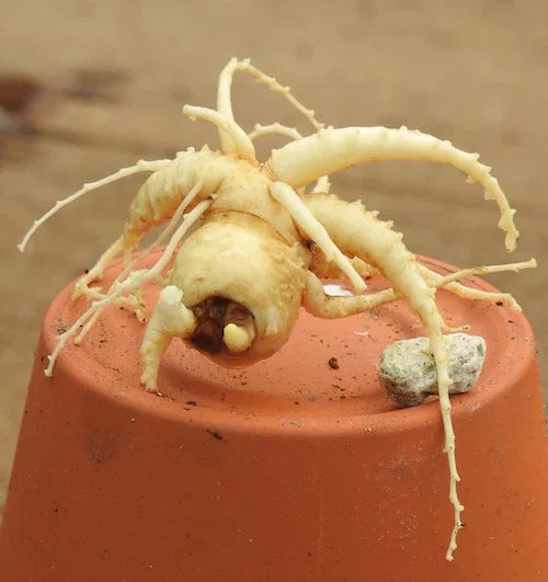 Balloonflower Seeds (Organic) Strictly Medicinal