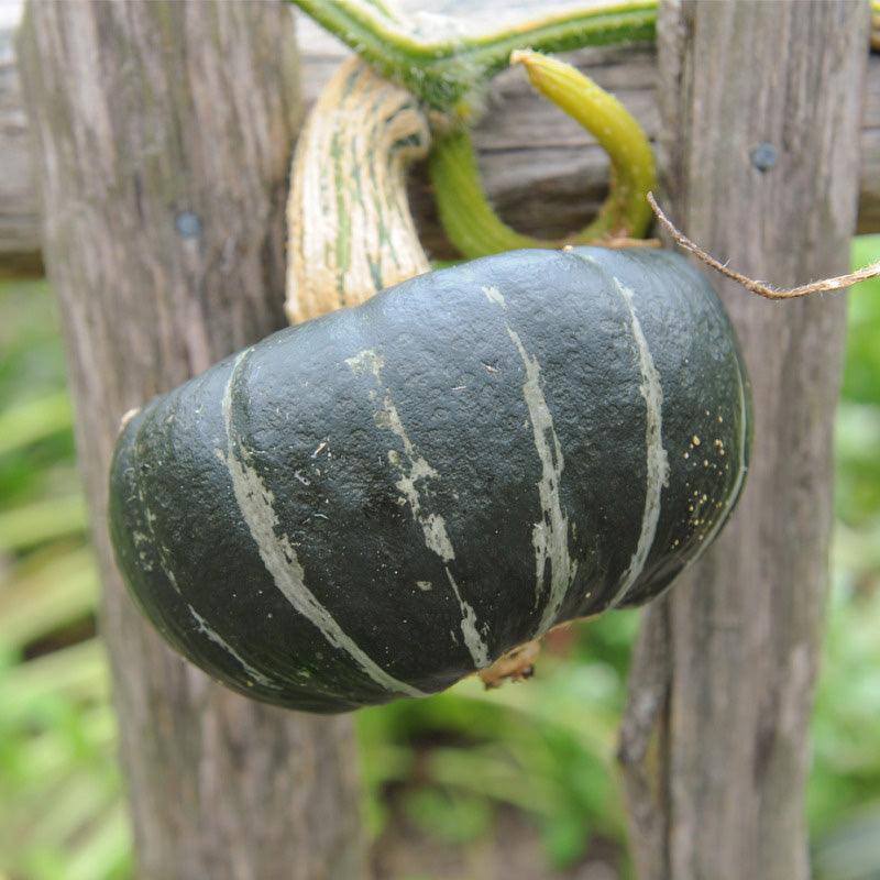 Burgess Buttercup Winter Squash Seeds (Organic) Southern Exposure Seed Exchange